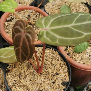 Anthurium Crystallinum – The Velvet Heart Plant