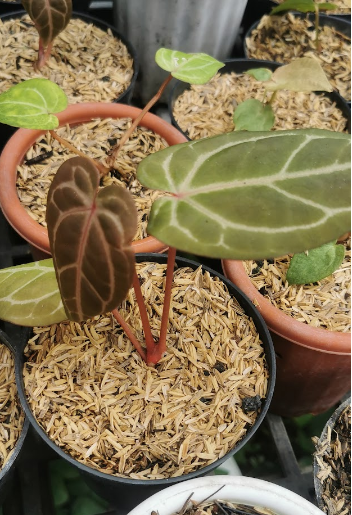 Anthurium Crystallinum – The Velvet Heart Plant