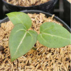 Anthurium crystallinum – Premium Velvet Foliage