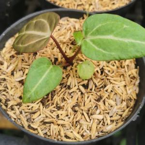 Anthurium crystallinum – Premium Foliage Specimen