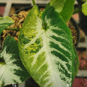 Established Anthurium crystallinum seedlings