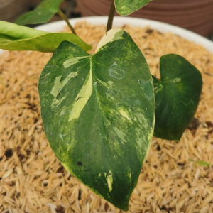 Premium Aroid Collection – Anthurium crystallinum & Syngonium podophyllum Variegata
