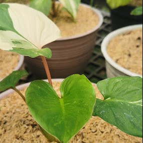 Homalomena Wallisii Variegated: A Rare Gem for Indoor Plant Collectors