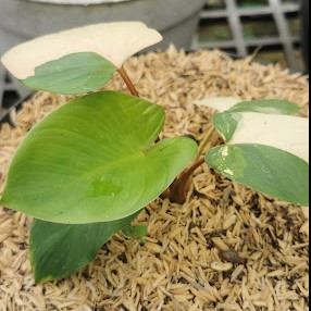 Premium Wholesale Homalomena Wallisii Variegated – Rare Aroid for Boutique Collections