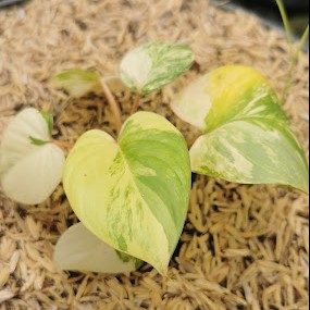 Wholesale Philodendron Hederaceum Variegated – High-Demand Collector Aroids