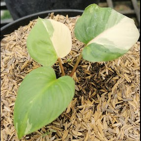 Premium Variegated Aroids Wholesale – Philodendron & Homalomena Collection