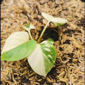 Premium Wholesale Variegated Aroids – Philodendron & Homalomena Collection
