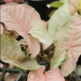 Rare Pink Splash Syngonium - Exotic Pink Variegated Houseplant