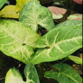 Syngonium Panda Galaxy - Unique Variegated Arrowhead Plant